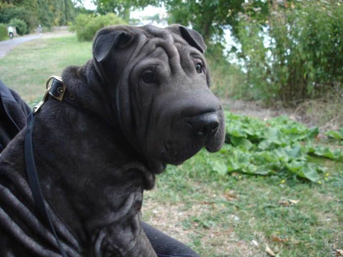 SharPei2.jpg